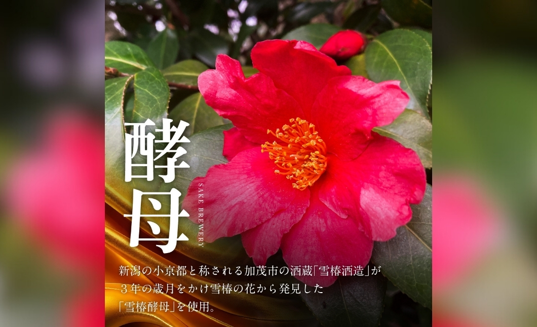 日本酒 純米大吟醸 魚沼産コシヒカリ 雪椿 720ml×1本