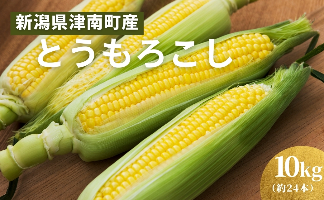 【令和8年産先行予約】朝採り とうもろこし スイートコーン 10kg 約24本 新潟県 津南町