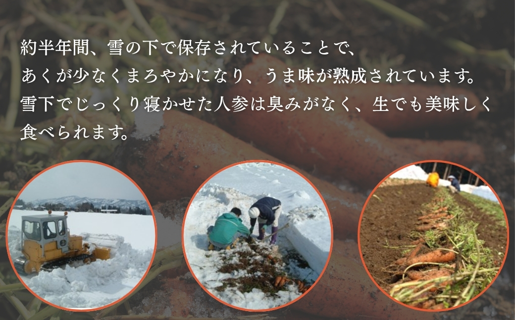 【にんじん 先行予約】津南の雪下にんじん 10kg | 津南町 有限会社大地