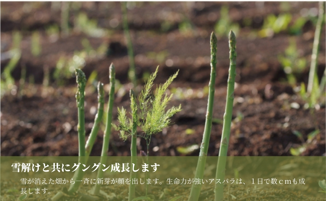 津南産アスパラガス LA・2Lサイズ 1.3kg サイズおまかせ 新潟県 津南町