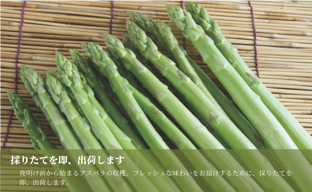 津南産アスパラガス LA・2Lサイズ 1.3kg サイズおまかせ 新潟県 津南町