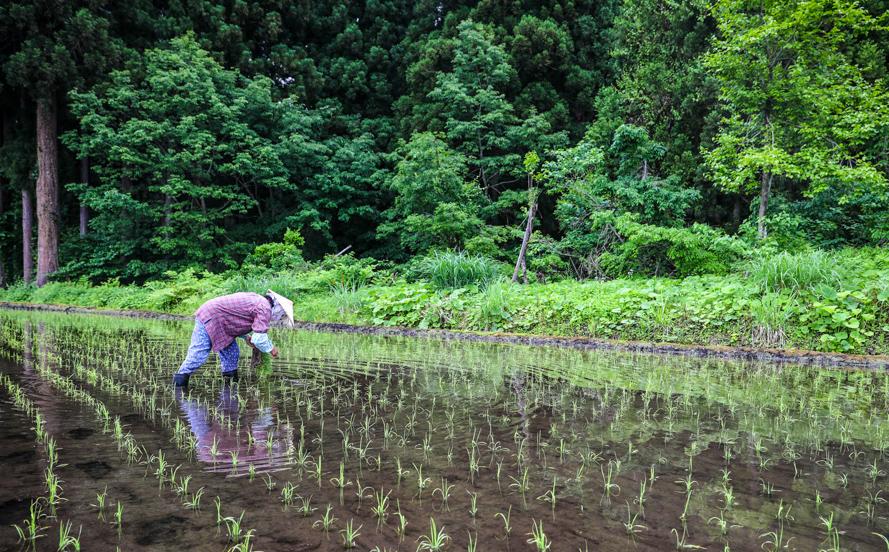 県認証 魚沼津南産新之助 10kg 産地限定！農家直送