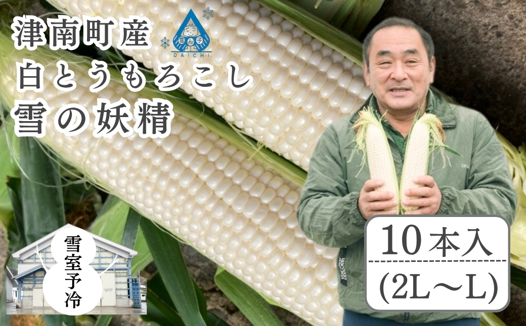 【スイートコーン 先行予約】雪室予冷 白とうもろこし 雪の妖精  2L〜L 10本入 | 津南町 有限会社大地
