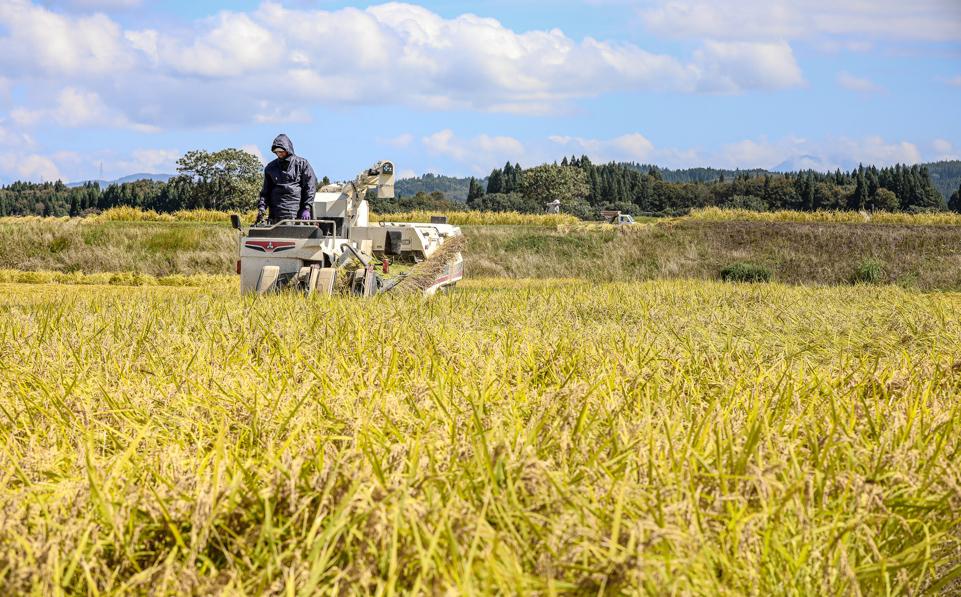 県認証米魚沼産コシヒカリ 5kg 産地限定！農家直送