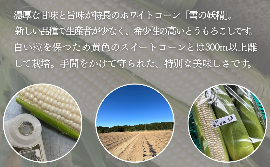 【スイートコーン 先行予約】雪室予冷 白とうもろこし 雪の妖精  2L〜L 10本入 | 津南町 有限会社大地