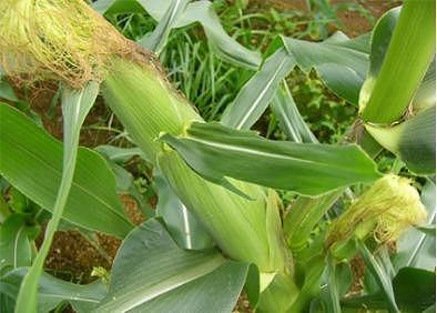 【令和8年産 先行予約】【新潟県 津南町産】朝採りスイートコーン 2Lサイズ 5本（1本約400g）