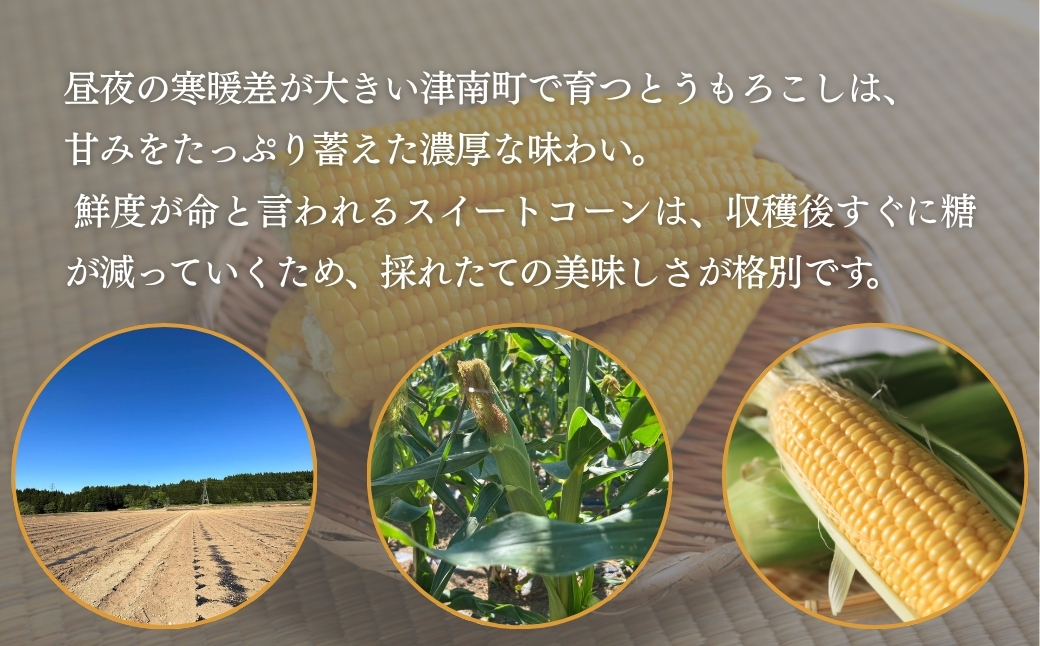 【スイートコーン 先行予約】雪室予冷 スイートコーン 2Lサイズ 10本入 | 津南町 有限会社大地