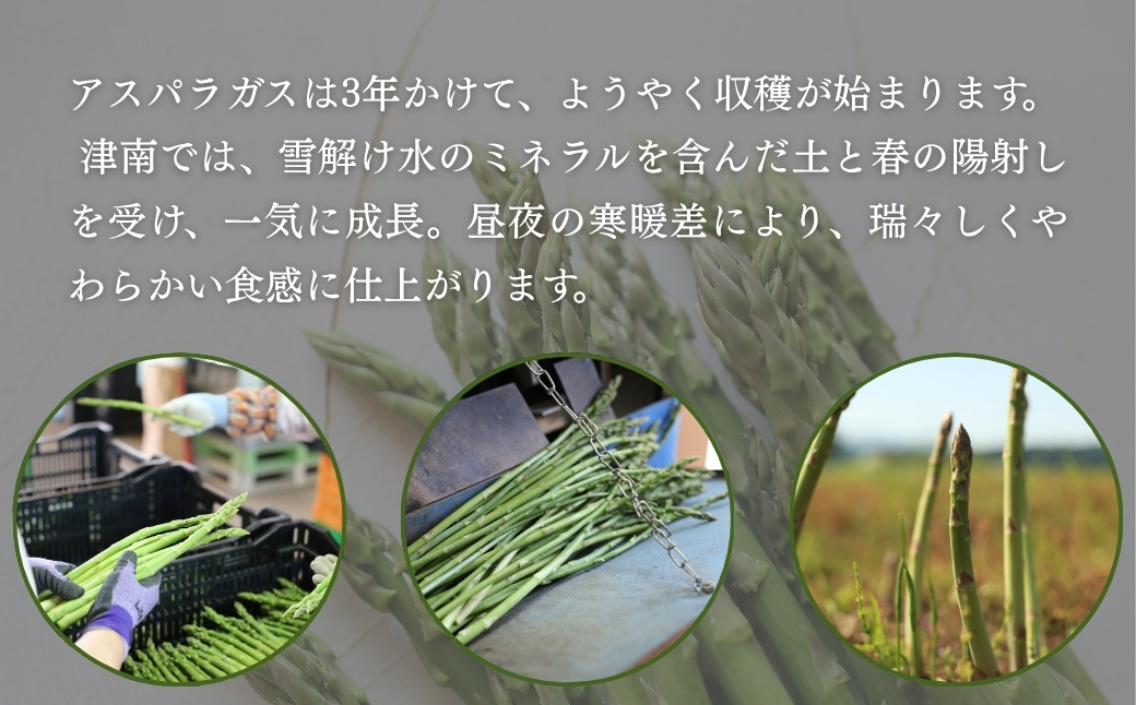 【アスパラガス 先行予約】雪室予冷 アスパラガス バラ詰 計2kg 極太2Lサイズ1kg LA~Lサイズ1kg | 津南町 有限会社大地