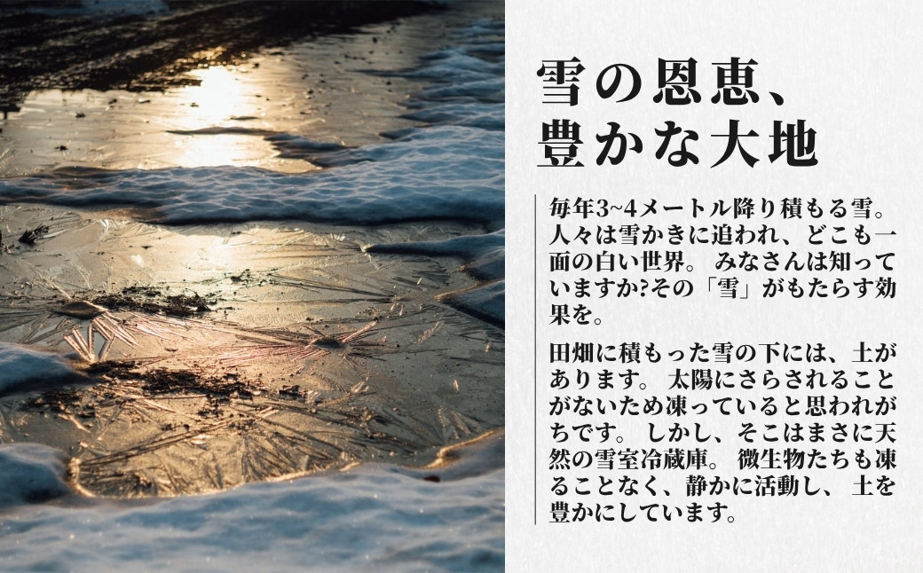 【令和8年産先行予約】【12ヶ月定期便】魚沼産  特別栽培米 コシヒカリ「ゆきやまと」10kg (5kg×2袋) ※節減対象農薬当地比5割減 ※東京米スターセレクション金賞受賞| こしひかり お米 おこめ こめ コメ ブランド米  新潟県 津南町