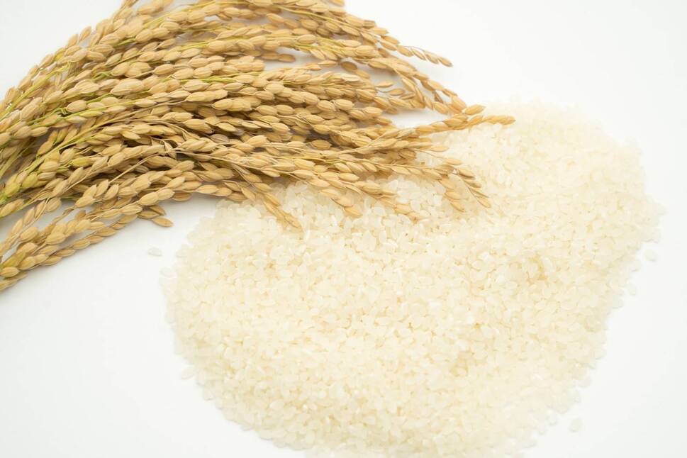 莉、蜥7蟷エ逕」 讌オ荳 鬲壽イシ逕」繧ウ繧キ繝偵き繝ェ縲御コ遖冗アウ縲2kg (迚ケ蛻・譬ス蝓ケ邀ウ) | 縺顔アウ 縺翫%繧 逋ス邀ウ 邊セ邀ウ 縺翫☆縺吶a 莠コ豌 譁ー貎溽恁 豢・蜊礼伴 譬ェ蠑丈シ夂、セ莠遖