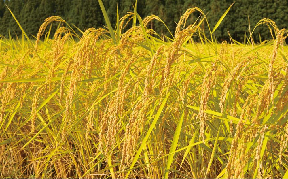 ã6ã¶æå®æäŸ¿ã什å7å¹Žç£ äžé沌ç£ãæ°ä¹å©(ããã®ãã)ã10kgÃå
š6å