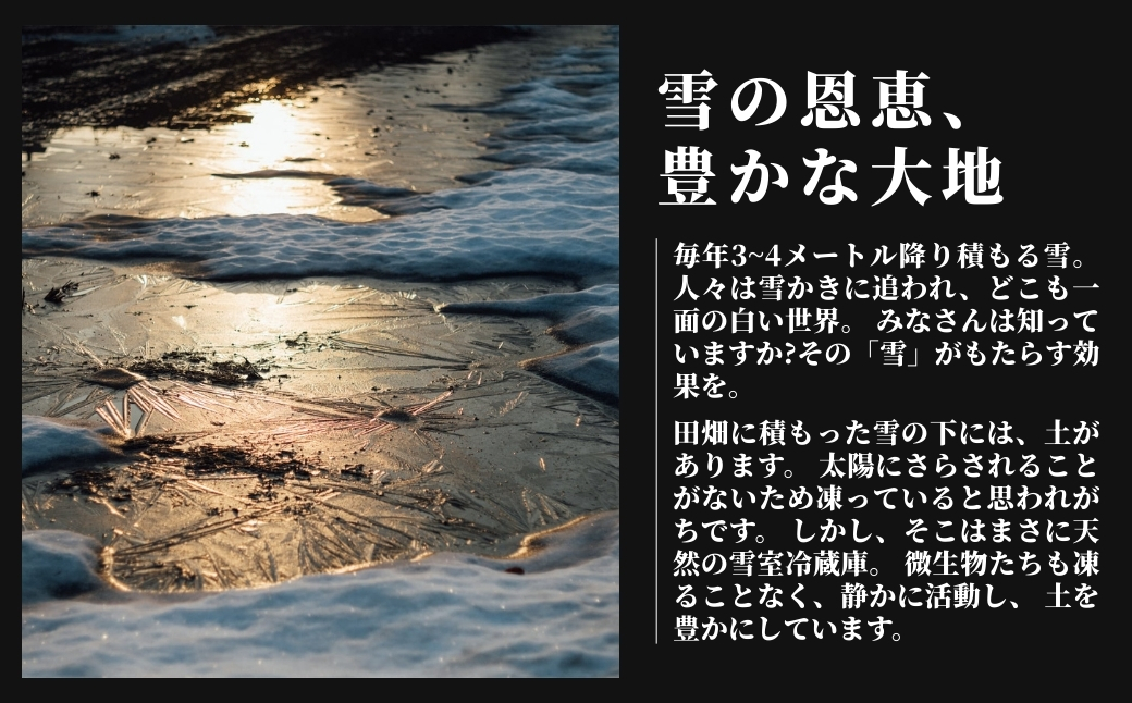 【6ヶ月定期便】【令和7年産】魚沼産  特別栽培米 コシヒカリ「ゆきやまと」10kg (5kg×2袋) ※節減対象農薬当地比5割減 ※東京米スターセレクション金賞受賞| こしひかり お米 おこめ こめ コメ ブランド米  新潟県 津南町