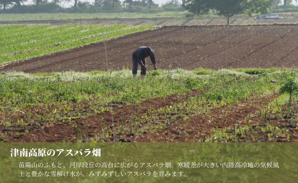 津南産アスパラガス LA・2Lサイズ 1.3kg サイズおまかせ 新潟県 津南町