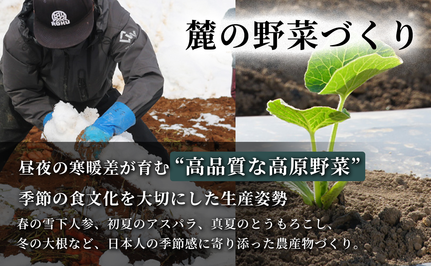 雪下にんじんジュース 200ml（20本1箱）定期便・全6回 新潟県 津南町 にんじん