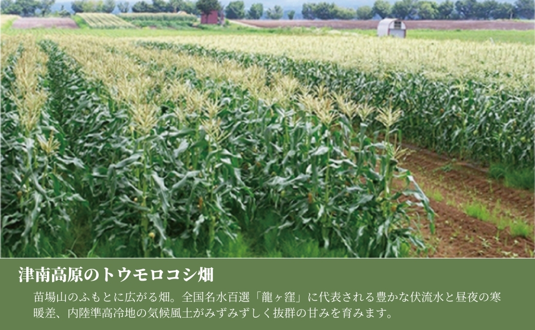 【令和8年産先行予約】朝採り とうもろこし スイートコーン 5kg 約12本 新潟県 津南町