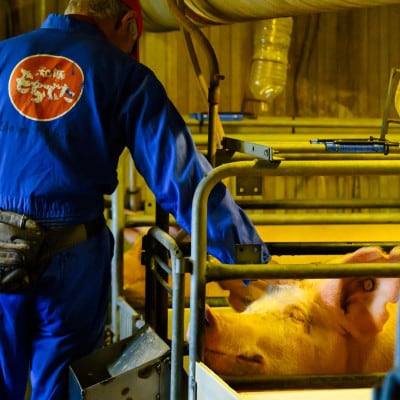 肉厚でジューシー 越後もち豚肩ロース すきやき用900g【配送不可地域：離島】【1644007】