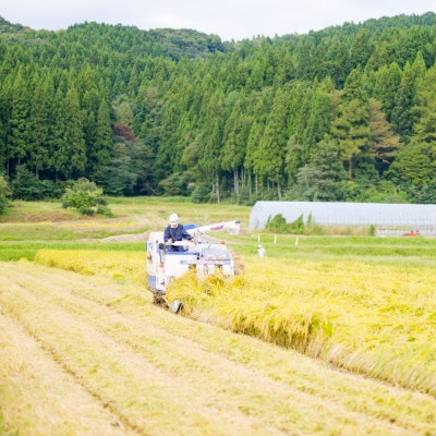 【毎月定期便】関川村産コシヒカリ6kg 丁寧に育てた贅沢米 [山口ファーム]全6回【4073239】