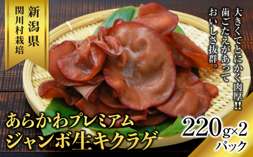あらかわプレミアムジャンボ生キクラゲ220g×2パック【配送不可地域：離島】【1442523】