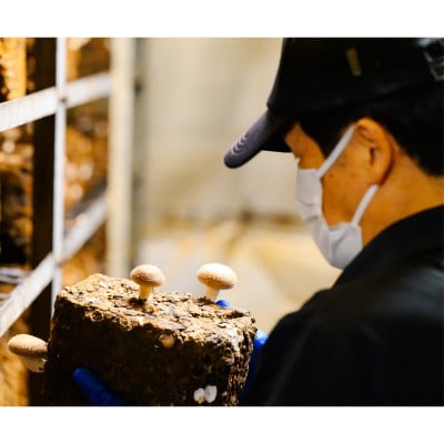 【毎月定期便】肉厚!あらかわ生しいたけ特選プレミアム全12回【配送不可地域：離島】【4083715】