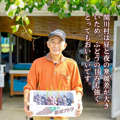 縲仙郁。御コ育エ縲代カ縺ゥ縺縺ョ邇区ァ!遞ョ縺ェ縺怜キィ蟲ー 邏2kg [闕貞キ晏ウ。繝悶ラ繧ヲ蝨綻縲宣埼∽ク榊庄蝨ー蝓滂シ夐屬蟲カ縲代1243930縲