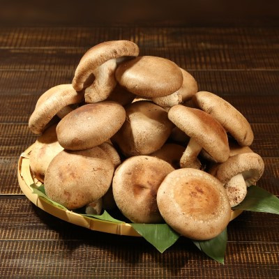 縺ゅi縺九o逕溘@縺縺溘¢縲螟ァ縺励◆繧ゅs縺倥c繧サ繝繝(逕溘@縺縺溘¢縲∽ケセ辯・縺励>縺溘¢繝溘Φ繝√∽ケセ辯・繧ュ繧ッ繝ゥ繧イ)縲宣埼∽ク榊庄蝨ー蝓滂シ夐屬蟲カ縲代1442540縲