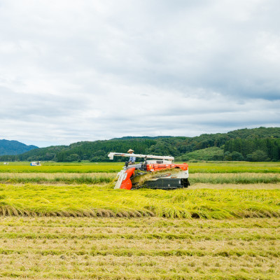 R7年産 関川村産こしひかり 精米6kg(2kg×3袋) ふっくら美味しさ 岩船米 [横山農産]【1347088】