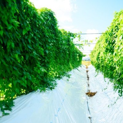 【関川村産】山薫る自然薯 一本物700g以上【配送不可地域：離島】【1475176】