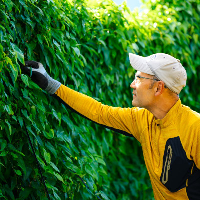 【関川村産】山薫る自然薯 カット品700g以上【配送不可地域：離島】【1475178】