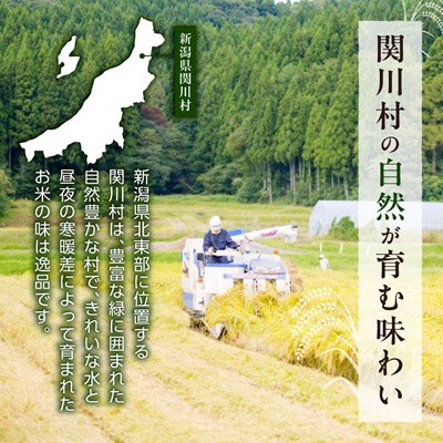 ふっくら食感!R7年産 関川村産コシヒカリ6kg(3kg×2) 丁寧に育てた贅沢米 [山口ファーム]【1344366】
