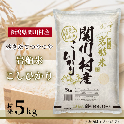 炊きたてつやつや R7年産 新潟関川村産 岩船米こしひかり 5kg [星山米店]【1668914】