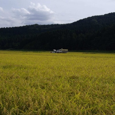 【毎月定期便】炊きたてつやつや 新潟関川村産 岩船米こしひかり　精米 5kg [星山米店]全6回【4076217】