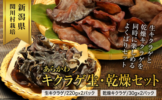 あらかわキクラゲ生・乾燥セット(生キクラゲ220g×2パック・乾燥キクラゲ30g×2パック)【配送不可地域：離島】【1442531】