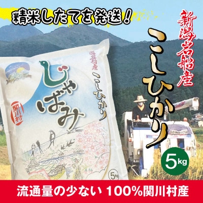 ふっくら食感!R7年産 関川村産コシヒカリ5kg(5kg×1) 丁寧に育てた精米 [山口ファーム]【1748802】