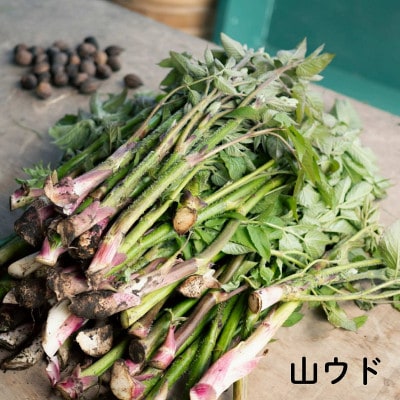 R8幎5æ3æ¥éå¬ã仿¥ãã倧èªç¶ã®äžã§æ¥ã®æ¯å¹ãæºå«ããã!å±±èãæ¥œããäŒåå åž(倧人1åå)ã1728036ã