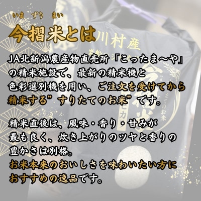 R7年産 関川村産 岩船コシヒカリ 今摺米 10kg(精米5kg×2袋)[JA北新潟]【1701353】