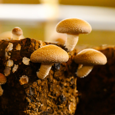 育てて楽しい!あらかわ生しいたけ菌床ホダ木 3セット【1442708】