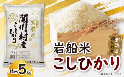 炊きたてつやつや R7年産 新潟関川村産 岩船米こしひかり 精米5kg [星山米店]【1668914】