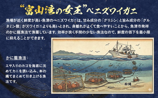 【冷蔵・ボイル済】魚卸問屋のベニズワイガニ 900g級以上×2杯｜はりたや 魚貝類 魚介類 海鮮 ずわい蟹 ずわいガニ 紅ズワイガニ 大きい セット 濃厚かにみそ 蟹しゃぶ 蟹飯 カニ鍋 人気 豪華 お取り寄せ 北陸 富山県 富山湾 魚津市 送料無料 ※2025年9月下旬～2026年5月下旬頃に順次発送予定 ※北海道・沖縄・離島への配送不可