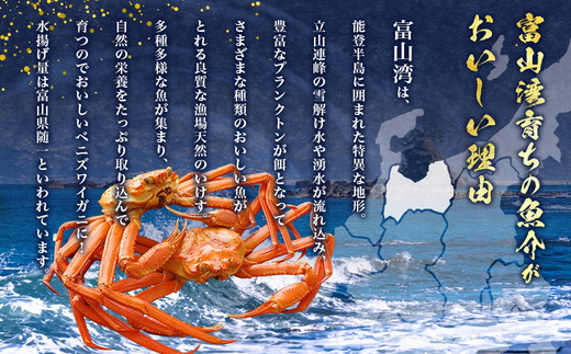 【特に訳あり】魚卸問屋のベニズワイガニ 約3kg｜ 魚介類 海の幸 海鮮 甲殻類 ボイル かに鍋 みそ汁 国産 富山県産 魚津市産 ※2025年9月下旬～2026年5月下旬頃に順次発送予定 ※北海道・沖縄・離島への配送不可