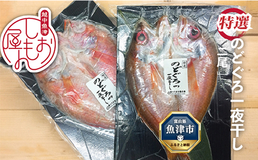 脂じゅわり【特選】のどぐろ一夜干し2尾　富山産（1尾200g以上）ハマオカ海の幸 ※北海道、沖縄、離島配送不可