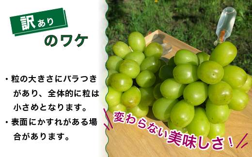 【早期予約】【訳あり】シャインマスカット 約1.2kg 樹熟 1～2房｜富山県産 マスカット ぶどう ブドウ 葡萄　※北海道・沖縄・離島への配送不可　※2024年10月上旬～12月下旬頃に順次発送予定