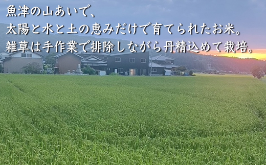 【令和7年度産米】尾谷農園 自然栽培米コシヒカリ 玄米5kg ※北海道・沖縄・離島への配送不可