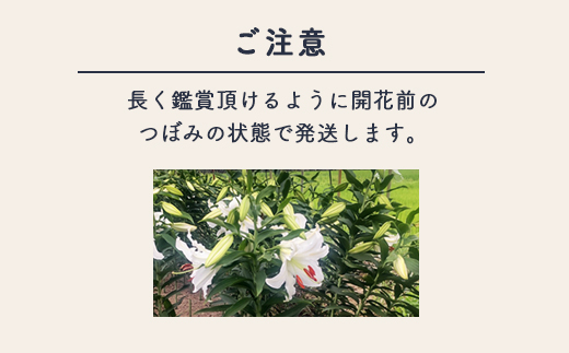 【早期予約】長引野丘陵 花の里 カサブランカ｜ゆり 切花 ※2026年7月～発送