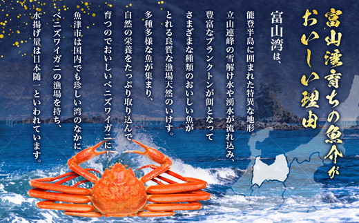 訳あり カニ 魚卸問屋のベニズワイガニ 約2kg 蟹 かに 紅ズワイガニ はりたや【 わけあり 】 ※2025年9月下旬～2026年5月下旬頃に順次発送予定 ※北海道・沖縄・離島への配送不可