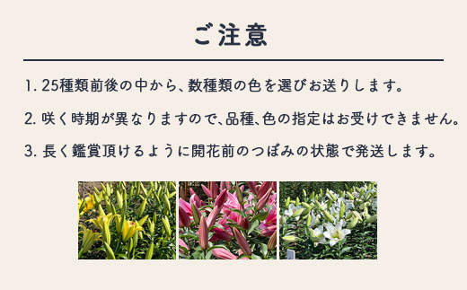 【早期予約】長引野丘陵 花の里 オリエンタルハイブリッド｜ゆり 切花 ※北海道・沖縄・離島への配送不可 ※2025年6月下旬～7月中旬頃に順次発送予定