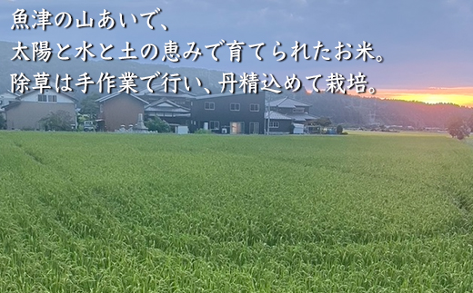 【令和7年度産米】尾谷農園 自然栽培米コシヒカリ 玄米5kg ※北海道・沖縄・離島への配送不可