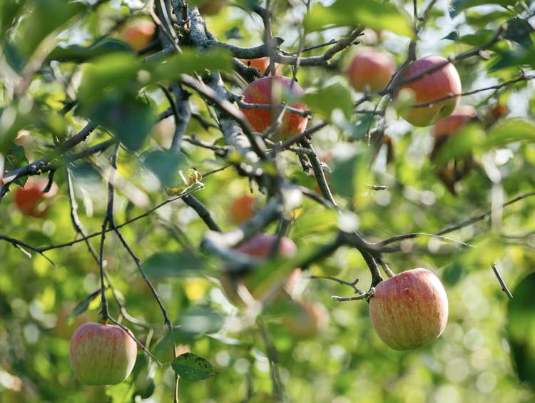 梨・リンゴのこだわりジュースセット（3本）｜梨ジュース りんごジュース ストレート 100%  魚津 富山 ※北海道・沖縄・離島への配送不可