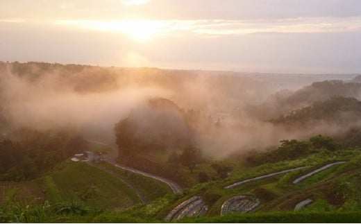 邀ウ 莉、蜥7蟷エ 繧ウ繧キ繝偵き繝ェ 5kg 辟。豢礼アウ 譽夂伐邀ウ 窶サ蛹玲オキ驕薙サ豐也ク繝サ髮「蟲カ縺ク縺ョ驟埼∽ク榊庄