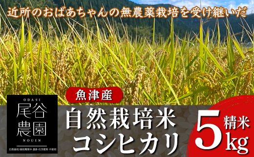 【令和7年度産米】尾谷農園 自然栽培米コシヒカリ 精米5kg ※北海道・沖縄・離島への配送不可