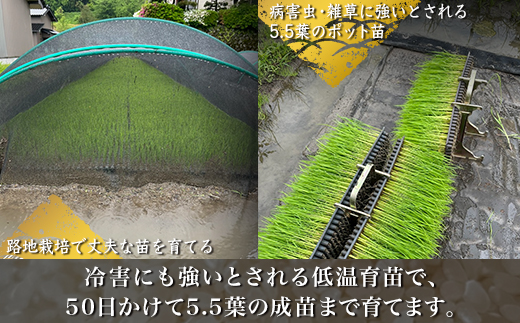 【令和7年度産米】尾谷農園 自然栽培米コシヒカリ 玄米5kg ※北海道・沖縄・離島への配送不可